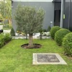 gardening services in dubai - project image 1